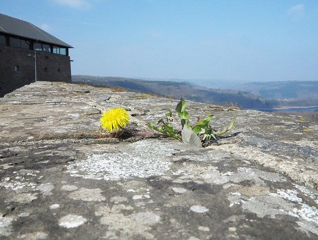 Mauerblume