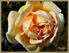 Rose de Novembre ......encore trop belle ♥