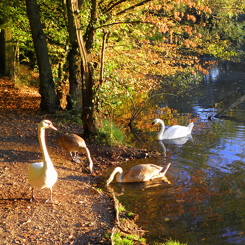 Swan Sunbath