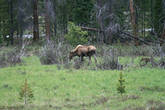 Mama moose & calf