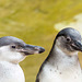 Penguin pair