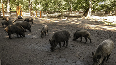 20190822 5466CPw [D~H] Wildschwein, Wisentgehege, Springe