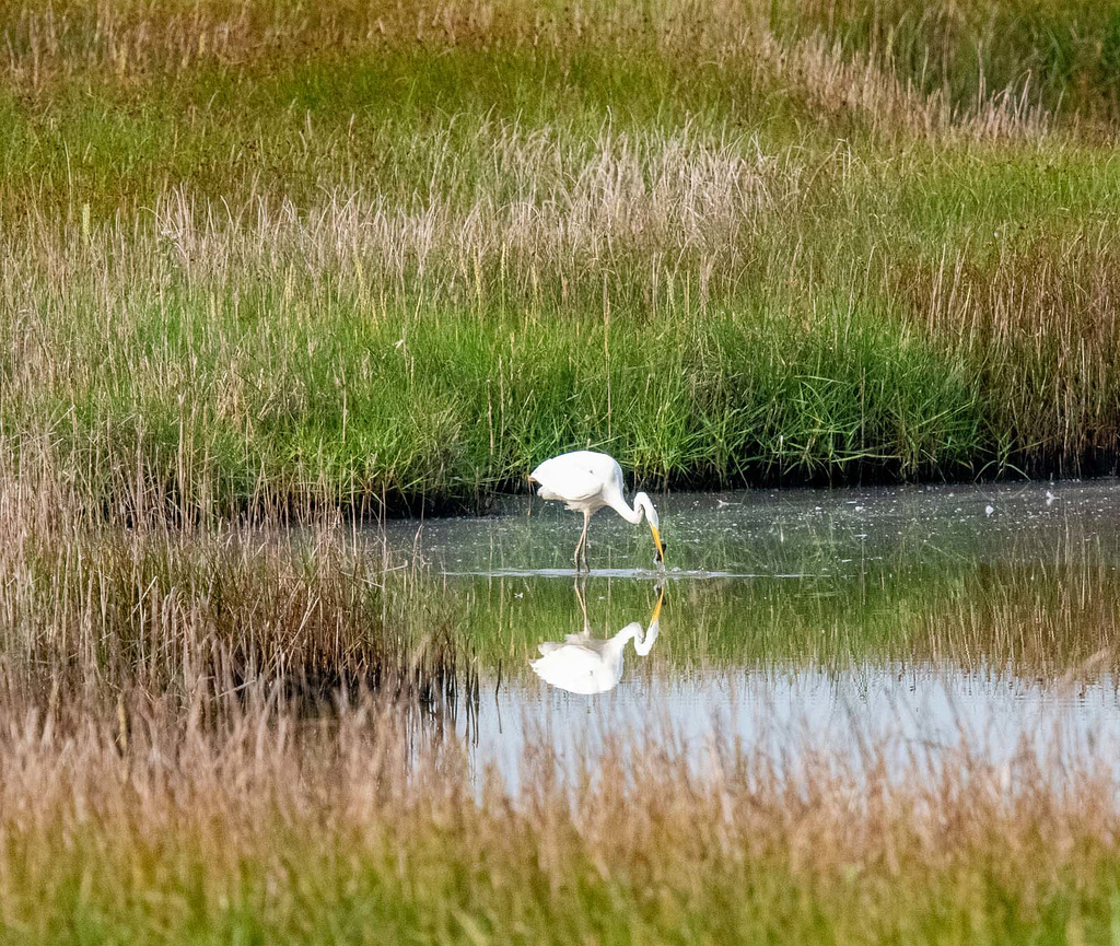 Great white egret with its catch