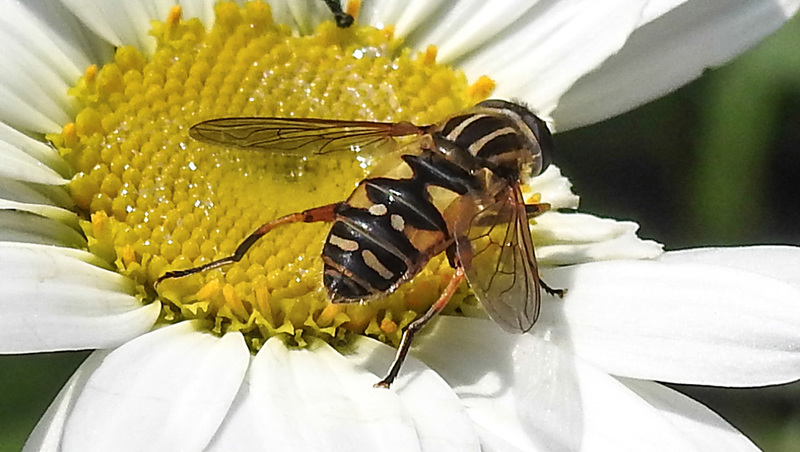 20210604 0380CPw [D~LIP] Sumpf-Schwebfliege (Helophilus pendulus), Wiesen-Margerite (Leucanthemum vulgare agg), Bad Salzuflen
