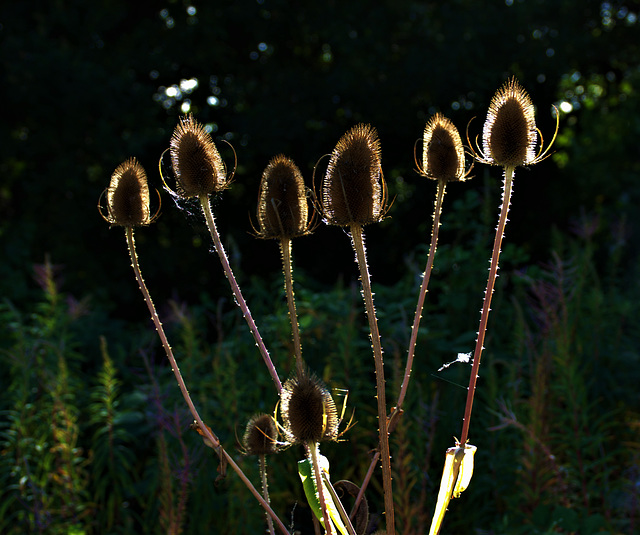 Teasels