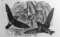 Humming-bird and Humming-bird Hawk-moth