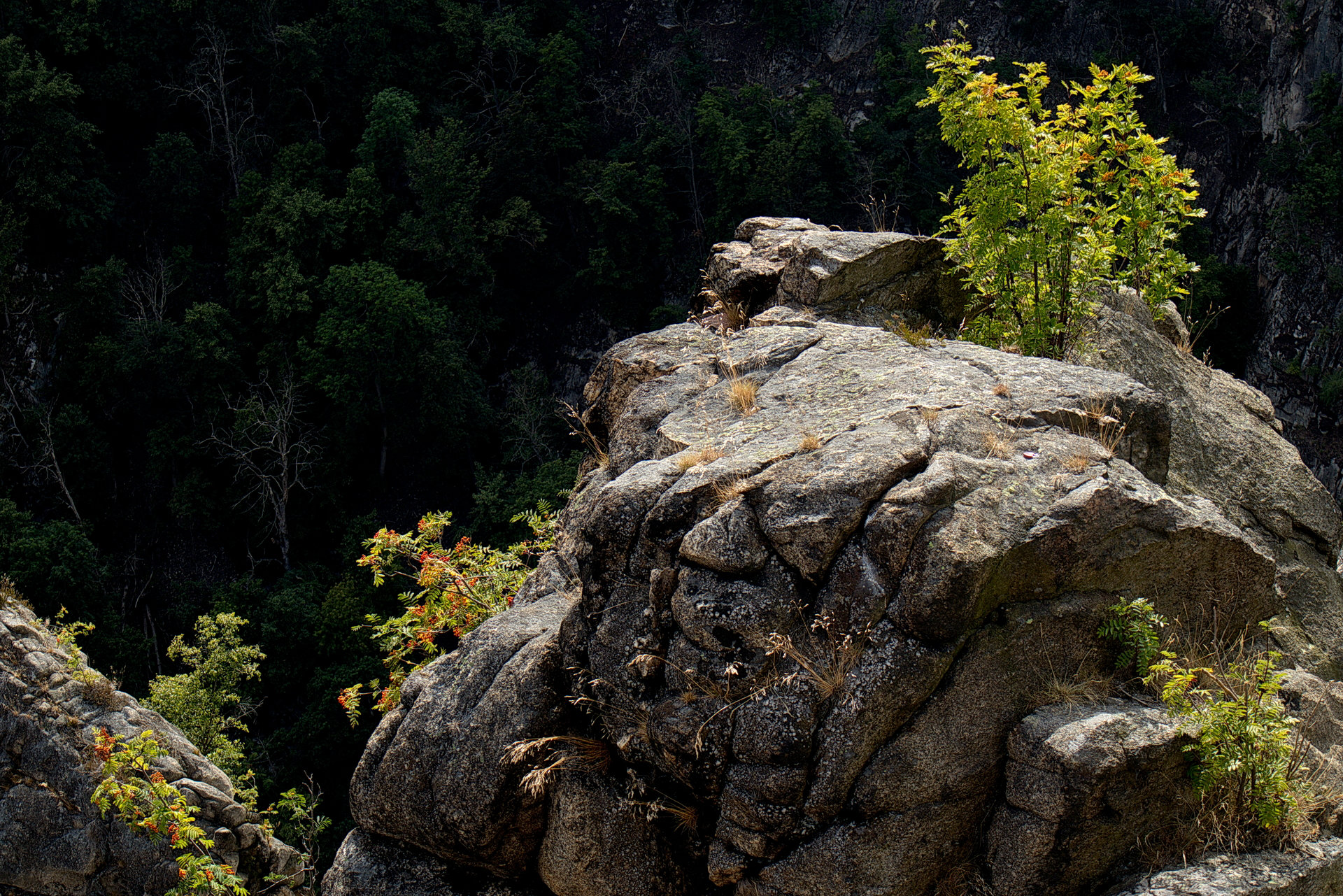 Busch auf Felsen