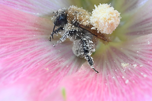 Bumble bee hollyhock DSC 1085