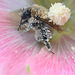 Bumble bee hollyhock DSC 1085