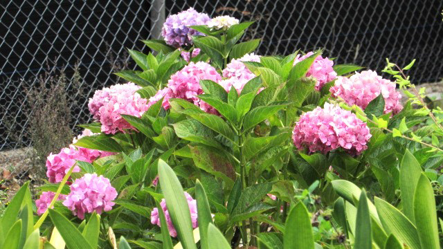 Chrysanthemums