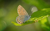 Der Bläuling (Lycaenidae) hat sich wunderbar ins Licht gesetzt :)) The Blue butterfly (Lycaenidae) has beautifully positioned itself in the light :)) Le papillon bleu (Lycaenidae) s'est magnifiquement positionné dans la lumière :))