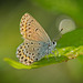 Der Bläuling (Lycaenidae) hat sich wunderbar ins Licht gesetzt :)) The Blue butterfly (Lycaenidae) has beautifully positioned itself in the light :)) Le papillon bleu (Lycaenidae) s'est magnifiquement positionné dans la lumière :))