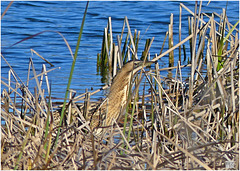 Un Butor étoilé se cache dans les roselières du Plan de La Garde Un Butor étoilé se cache dans les roselières du Plan de La Garde