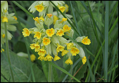 Primula veris