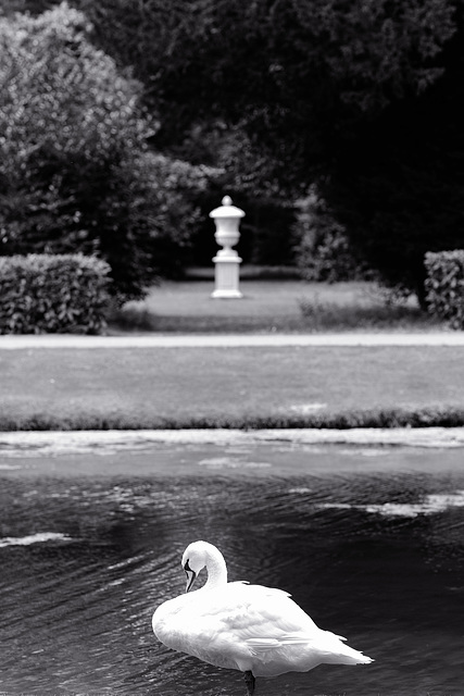 Wrest Park July 2015 XPro1 Swan 1 selenium