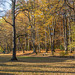 Herbst in Chemnitz - im Küchwald