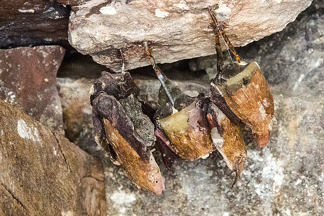 20160303 0176VRAw [D~BI] 'Fledermaus' (Nachbildung), Tierpark Olderdissen, Bielefeld