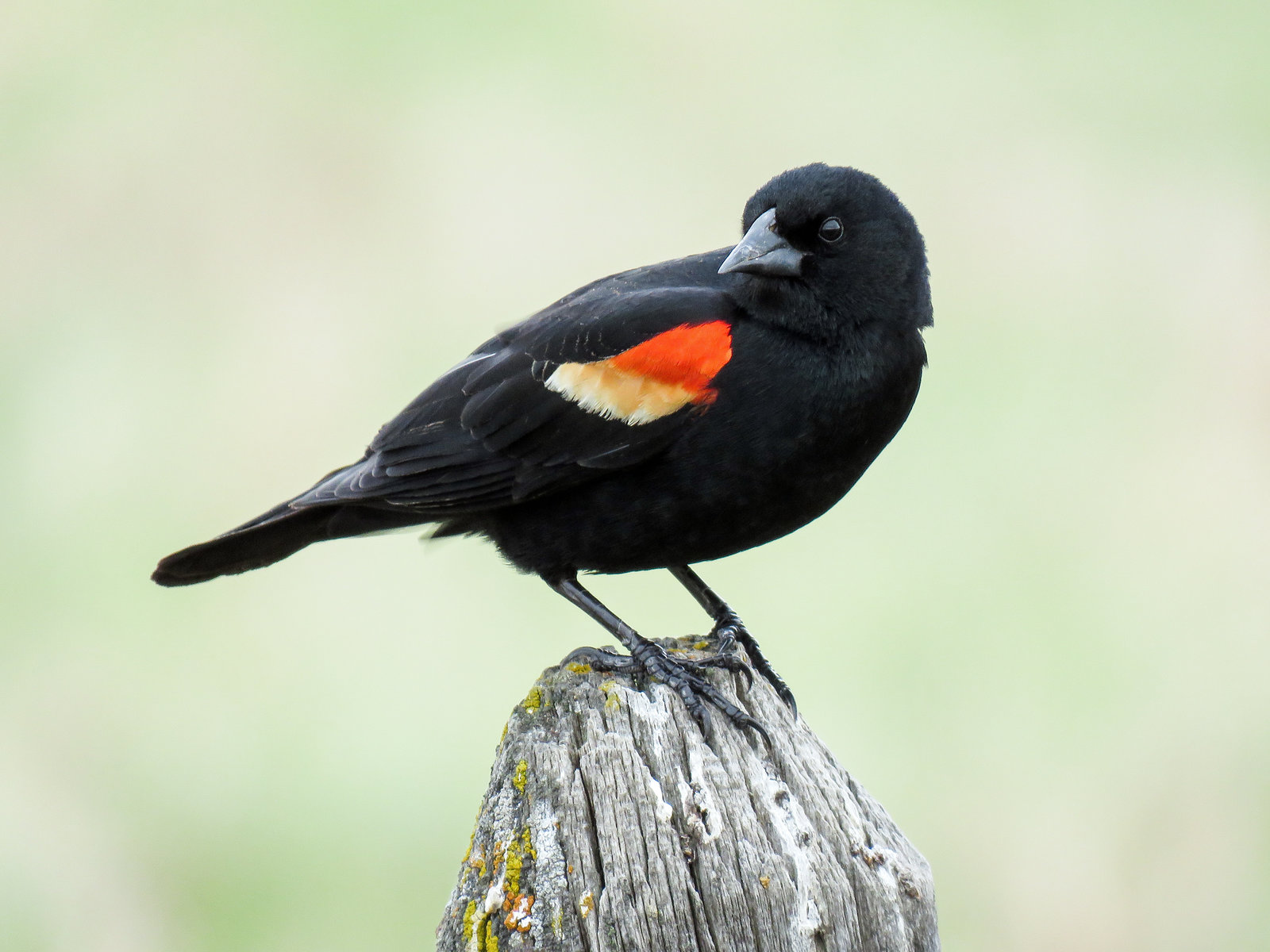 Red-winged Blackbird male