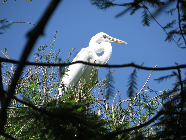 Great egret