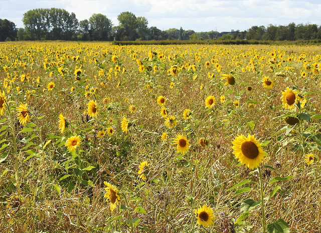 Sonnenblumen-Raps-Mischung