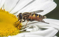 20210604 0382CPw [D~LIP] Sumpf-Schwebfliege (Helophilus pendulus), Wiesen-Margerite (Leucanthemum vulgare agg), Bad Salzuflen