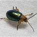 IMG 0584 Beetle