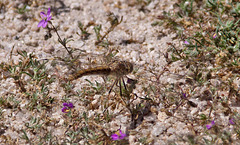 20120514 9714RAw [E] Rote Schuppenmiere (Spergularia rubra), Libelle, Saucedilla, Extremadura