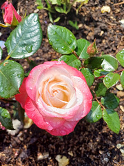 Raindrops on a rose.
