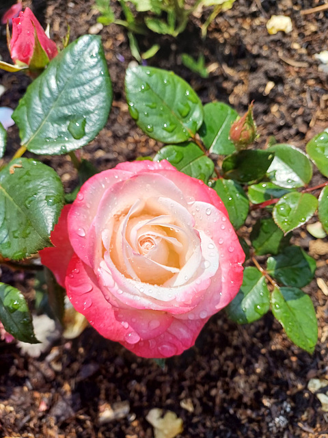 Raindrops on a rose.