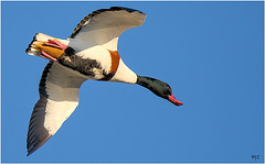 Tadorne de Belon au Marais du Redon à Hyères Tadorne de Belon au Marais du Redon à Hyères