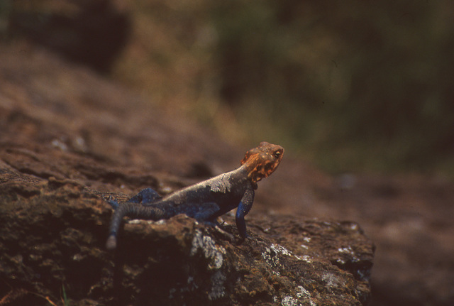 Agama lizard