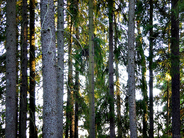 Trying to see through the forest