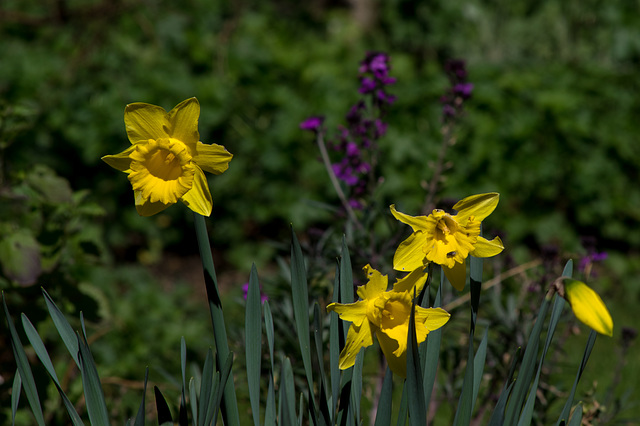 Battered Daffs