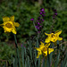 Battered Daffs