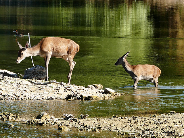 biche et son faon