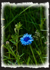 Blaue Blume