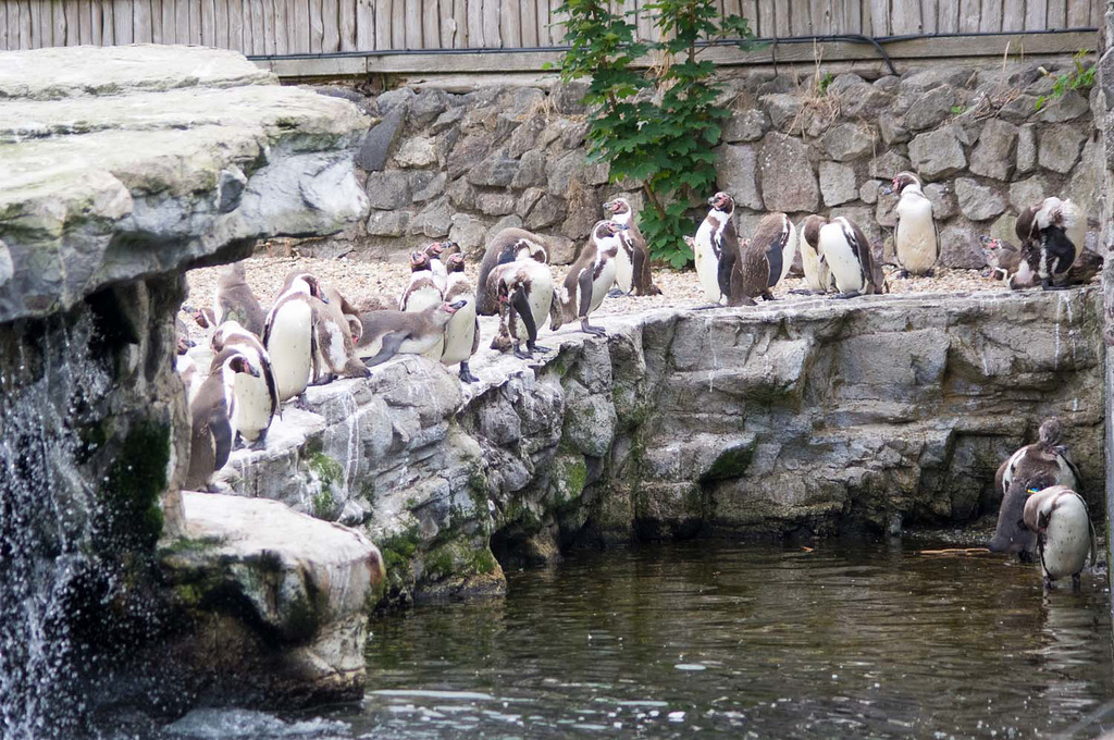 Penguin pool