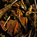 Leaf Litter 3