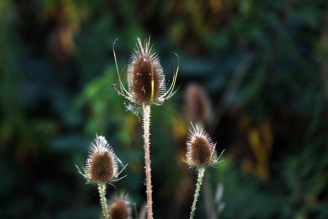 Teasels