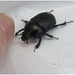 IMG 0596 Beetle