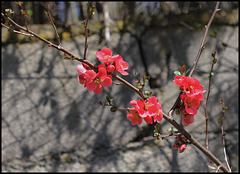 Chaenomeles hybride-003 Chaenomeles hybride-003