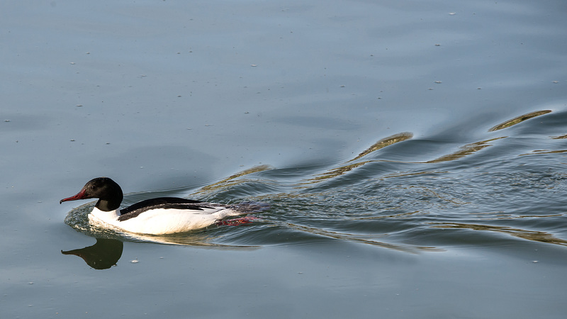 BESANCON: Un Harle Bièvre femme (Mergus merganser). 04