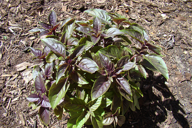 Purple basil flourishing