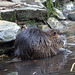 20160303 0179VRAw [D~BI] Nutria (Myocastor coypus) [Biberratte, Sumpfbiber], Tierpark Olderdissen, Bielefeld