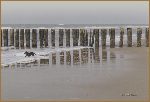 Strandläufer