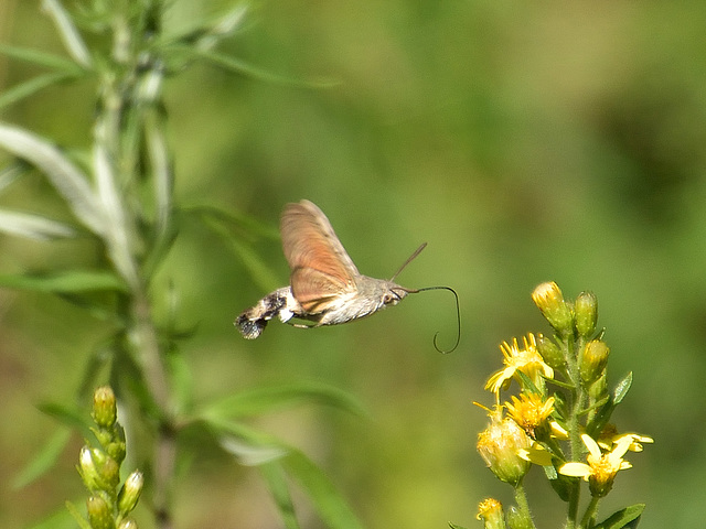 Hummingbird Hawk-moth (Macroglossum stellatarum) DSB 1804