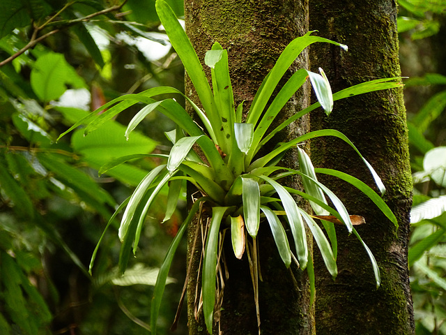 Rain forest, Tobago Day 2