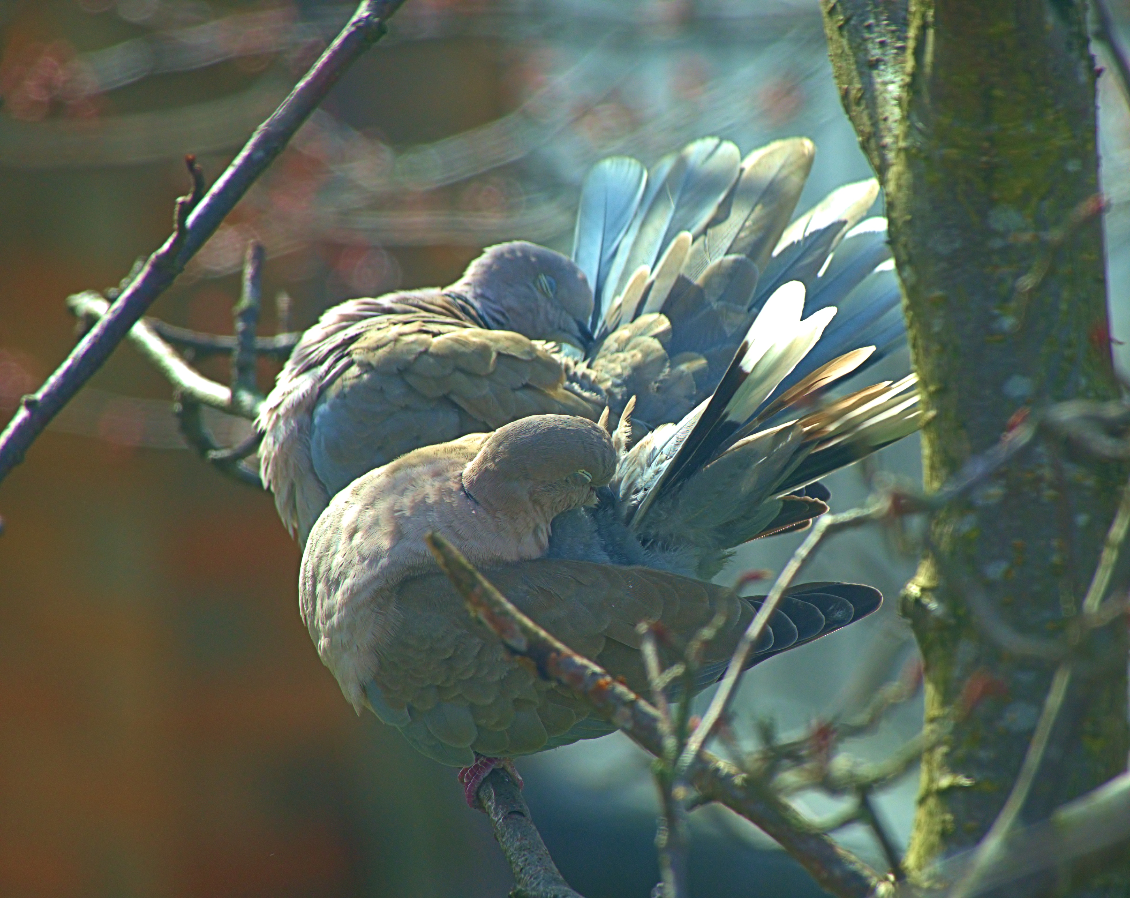 Collared Doves