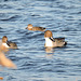 Northern Pintail