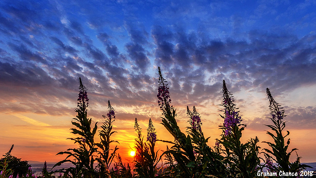 Rosebay willowherb